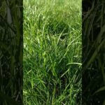 Nature's Symphony: Windy Weather, Green Grass, and Singing Birds