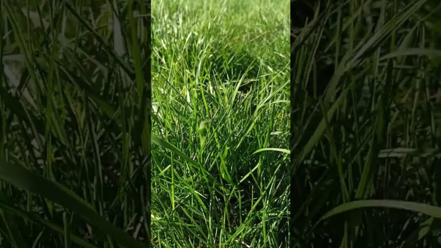 Nature's Symphony: Windy Weather, Green Grass, and Singing Birds