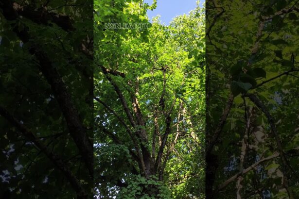 A Glimpse into the Enchanting World of Birds