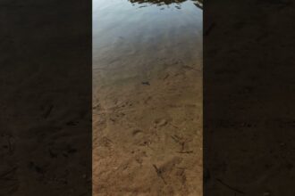 Beauty of the Lake: Calming Waves and Splashing Water