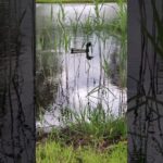 Discover the Fascinating World of Ducks