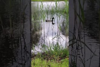 Discover the Fascinating World of Ducks