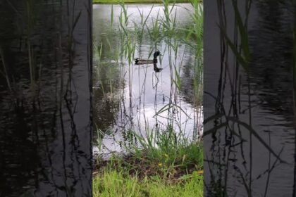 Discover the Fascinating World of Ducks