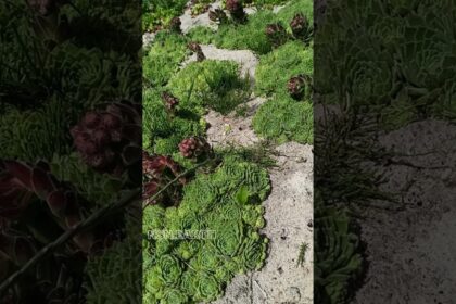 Exploring Beautiful Stone Roses