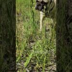 French Bulldog's Exploring Nature's Playground