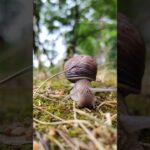 Hungry Giant: Big Snail Munching on Grass!