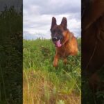 Joyful German Shepherd Revels in Nature's Playground