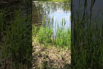 Magical ASMR Sounds of Frogs