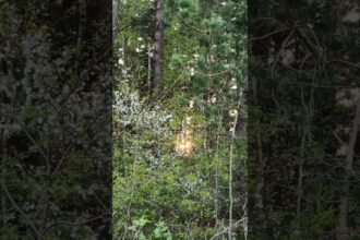 Magical Sunset in the Forest: Relaxation and Nature Sounds