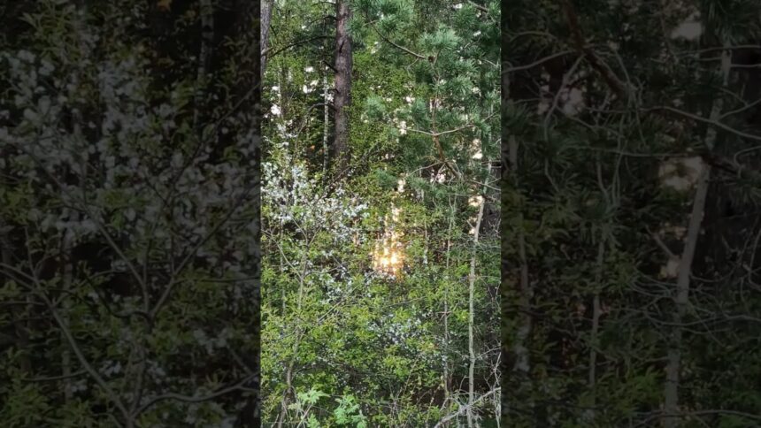 Magical Sunset in the Forest: Relaxation and Nature Sounds