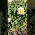 Milk White Peony: A Serene Garden Beauty with Cawing of Ravens