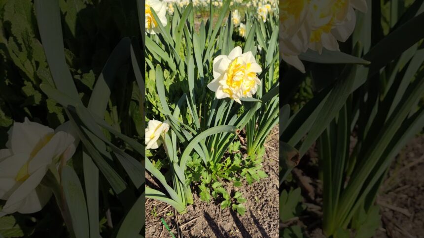 Milk White Peony: A Serene Garden Beauty with Cawing of Ravens