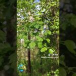 Nature's Symphony in the Forest