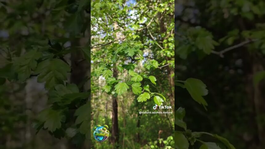 Nature's Symphony in the Forest