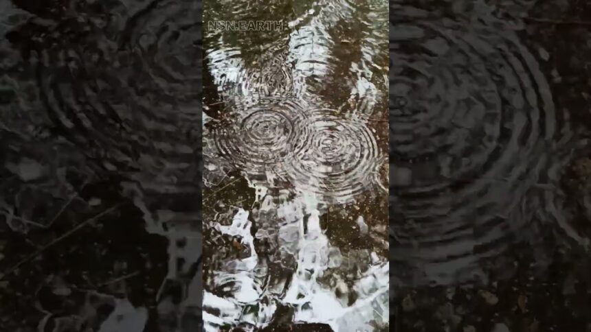 Raindrops in Summer Forest