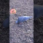 Watch this Adorable Pigeon Enjoying a Snack to the Beat