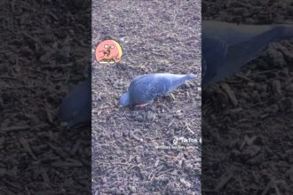 Watch this Adorable Pigeon Enjoying a Snack to the Beat