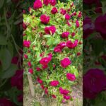Whispers of the Gallic Rose: A Fragrant Dance with Nature