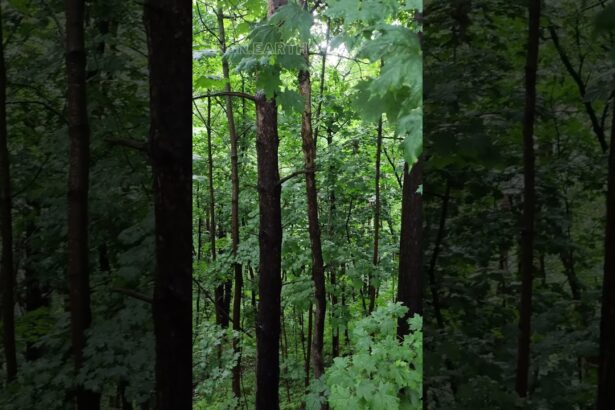 A Melodious Journey into Nature's Canvas