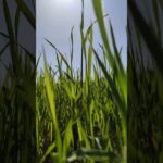 A Relaxing Stroll Through the Grass to the Sound of Jazz