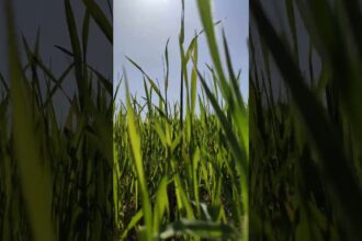 A Relaxing Stroll Through the Grass to the Sound of Jazz