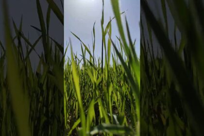 A Relaxing Stroll Through the Grass to the Sound of Jazz
