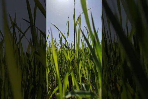 A Relaxing Stroll Through the Grass to the Sound of Jazz