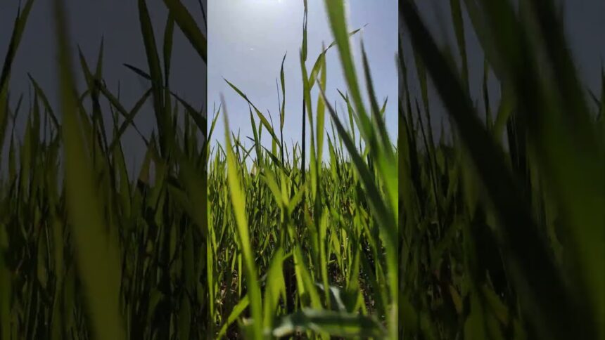 A Relaxing Stroll Through the Grass to the Sound of Jazz