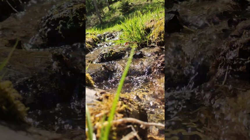 A Tranquil Journey Along a Running Stream