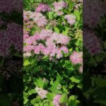 Bee Dance in the Japanese Spiraea Garden