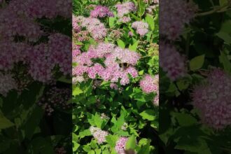 Bee Dance in the Japanese Spiraea Garden