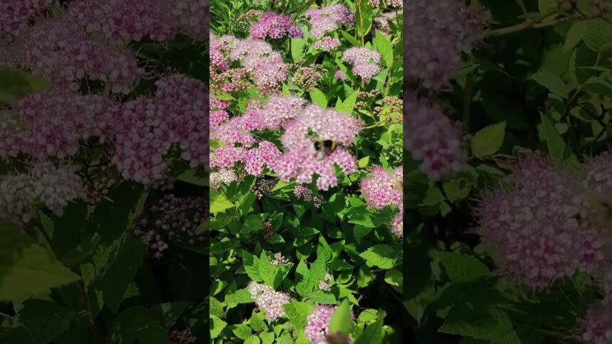 Bee Dance in the Japanese Spiraea Garden