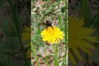 Bee's Journey Through a Dandelion Field