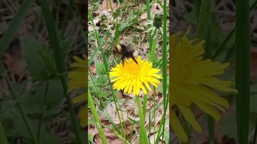 Bee's Journey Through a Dandelion Field