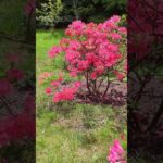 Blooming Beauty: Exploring Rhododendron Simsii in the Garden