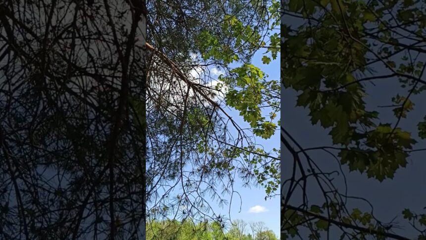 Captivating Tree Tops Swaying in the Wind