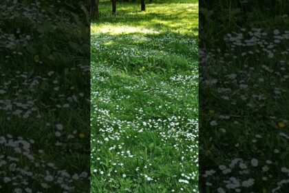 Chamomile Field ASMR with Blowing Sounds