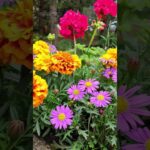 Colorful Summer Flowers