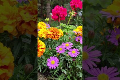 Colorful Summer Flowers