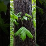 Dancing Raindrops on Forest Leaves