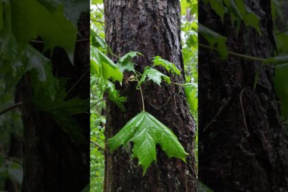 Dancing Raindrops on Forest Leaves