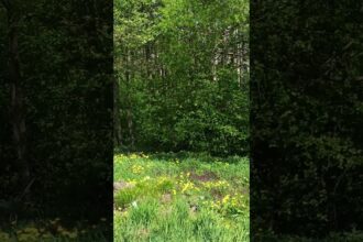 Dandelion Field Engulfed in Flying Poplar Fluff