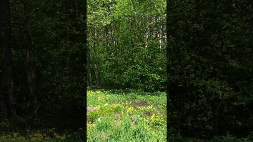 Dandelion Field Engulfed in Flying Poplar Fluff
