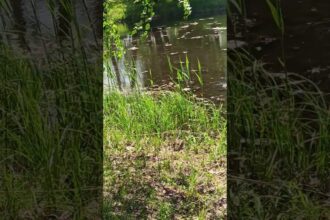 Exploring Nature's Melody of Croaking Toads and Frogs