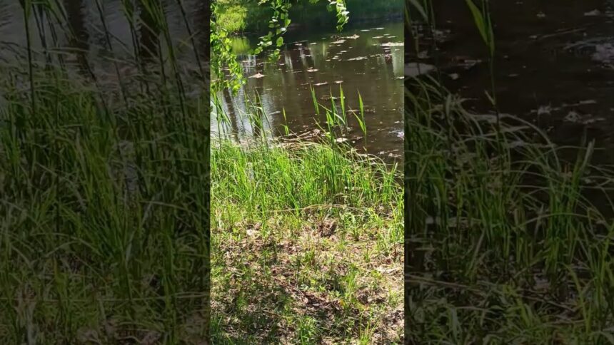 Exploring Nature's Melody of Croaking Toads and Frogs
