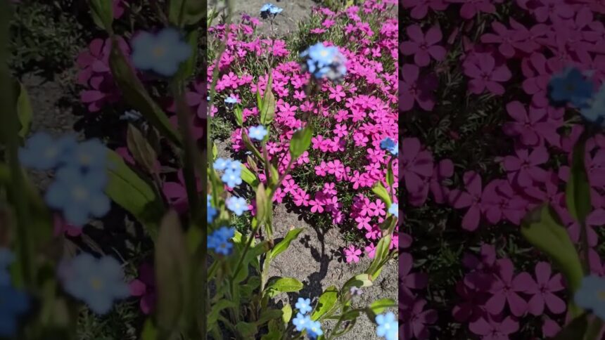 Forget-Me-Nots Dancing in the Wind