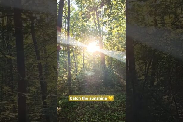 Golden Hour Magic in the Enchanted Forest