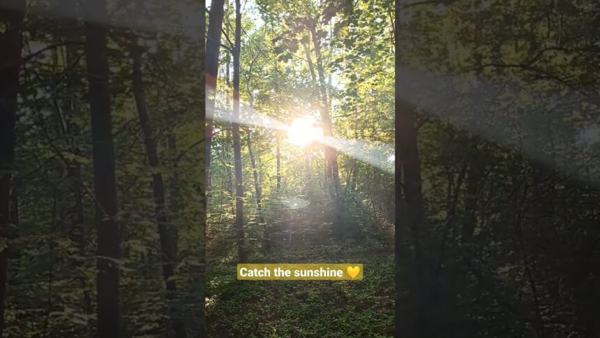 Golden Hour Magic in the Enchanted Forest