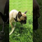 Grass Gastronomy: Frenchie's Tasty Adventure