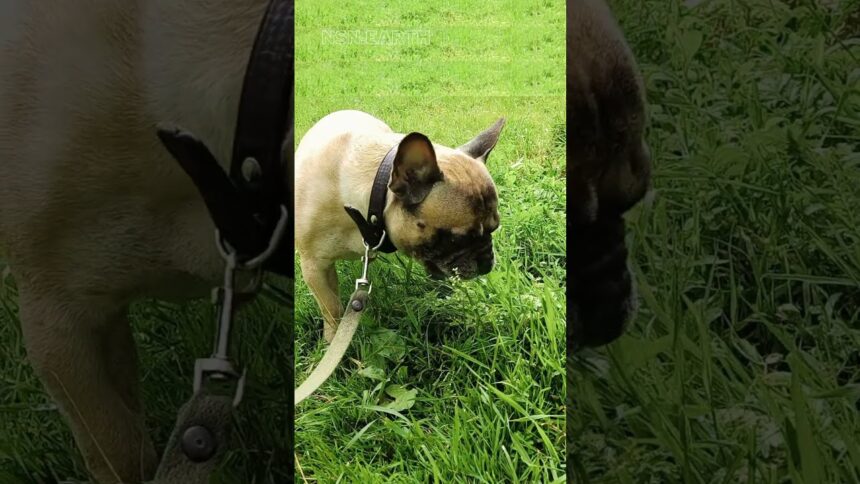 Grass Gastronomy: Frenchie's Tasty Adventure